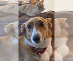 Loki Corgi - Male Pembroke Welsh Corgi Dog for Adoption - Small photo