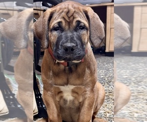 Boerboel Puppy for sale in BOWIE, MD, USA
