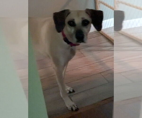 Medium Photo #5 Black Mouth Cur-Unknown Mix Puppy For Sale in Sanford, FL, USA