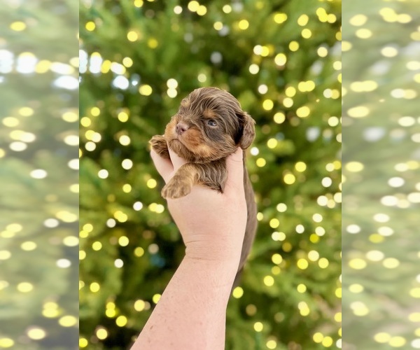 Medium Photo #5 Cavalier King Charles Spaniel Puppy For Sale in JACKSON, OH, USA