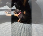 Small #22 Rottweiler