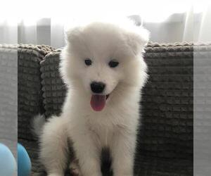 Samoyed Puppy for sale in PALMDALE, CA, USA
