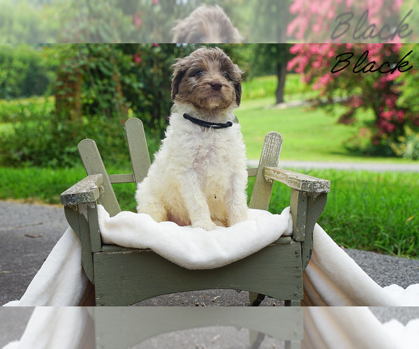 Medium Photo #8 Goldendoodle Puppy For Sale in WOODLEAF, NC, USA