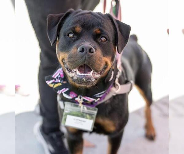 Medium Photo #15 Rottweiler Puppy For Sale in San Diego, CA, USA