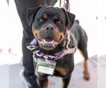 Small #14 Rottweiler