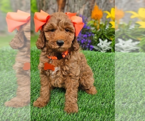 Medium Photo #2 Goldendoodle (Miniature) Puppy For Sale in INDIANAPOLIS, IN, USA
