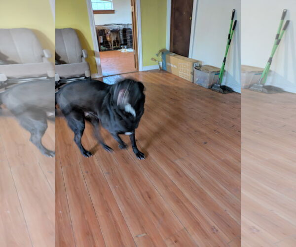 Medium Photo #2 Labrador Retriever-Unknown Mix Puppy For Sale in Orange Grove, TX, USA