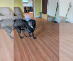 Small #1 Labrador Retriever Mix
