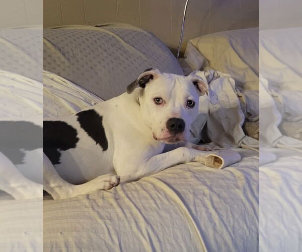 Medium Photo #17 American Pit Bull Terrier-Unknown Mix Puppy For Sale in Germantown, OH, USA