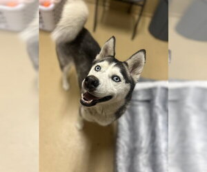 Siberian Husky Dogs for adoption in Chula Vista, CA, USA