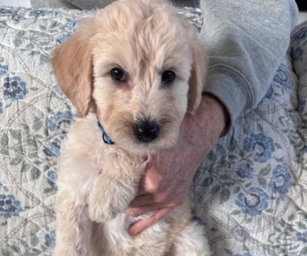 Medium Photo #36 Schnoodle (Giant) Puppy For Sale in ANDERSON, CA, USA