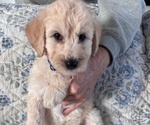 Small Photo #36 Schnoodle (Giant) Puppy For Sale in ANDERSON, CA, USA