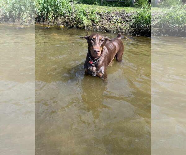 Medium Photo #5 Doberman Pinscher Puppy For Sale in Buffalo, MN, USA