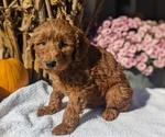 Puppy Luca Poodle (Miniature)