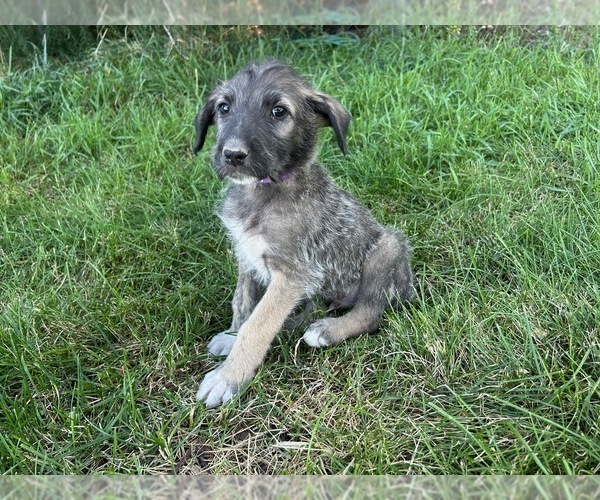 Medium Photo #1 Irish Wolfhound Puppy For Sale in BLACKFOOT, ID, USA