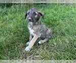 Puppy Unicorn Irish Wolfhound