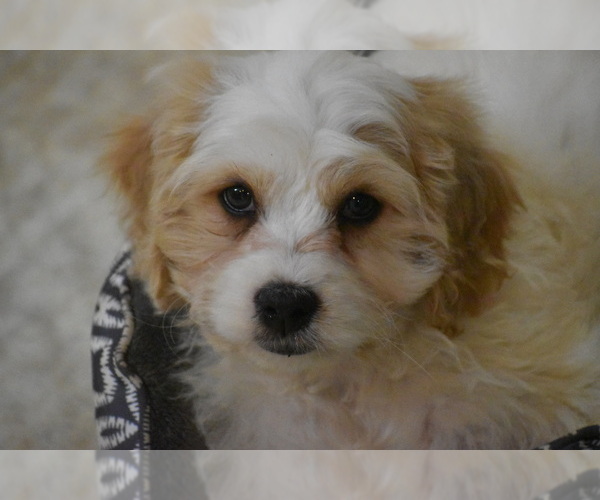 Medium Photo #1 Cavachon Puppy For Sale in ELDORADO, OH, USA
