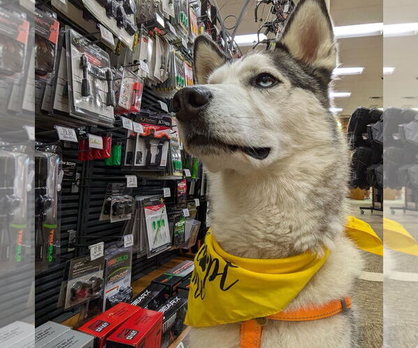 Medium Photo #8 - Mix Puppy For Sale in Brooklyn Center, MN, USA