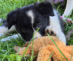 Puppy 6 Border-Aussie