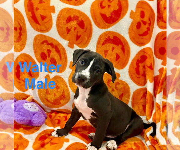 Medium Photo #2 Mutt Puppy For Sale in Jackson Township, NJ, USA