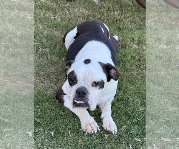 Medium Photo #5 Bulldog Puppy For Sale in St. Louis Park, MN, USA