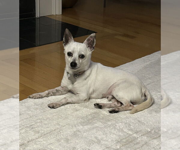 Medium Photo #5 Chihuahua-Unknown Mix Puppy For Sale in Boston, MA, USA