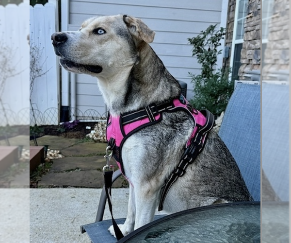 Medium Photo #3 Labsky Puppy For Sale in Decatur, GA, USA