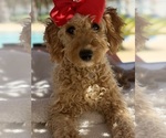 Goldendoodle - Female Goldendoodle (Miniature) Puppy for Sale - Photo #6