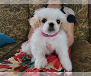 Shih Tzu Puppy for sale in PARMA, ID, USA