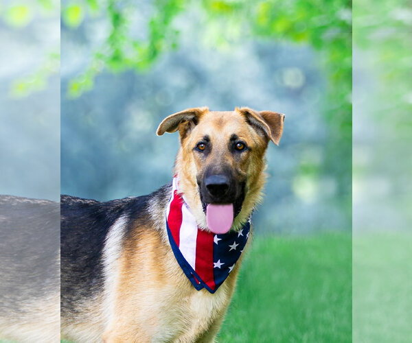 Medium Photo #1 German Shepherd Dog-Unknown Mix Puppy For Sale in Unionville, PA, USA