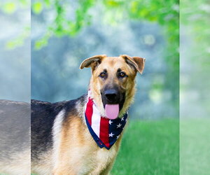 German Shepherd Dog-Unknown Mix Dogs for adoption in Unionville, PA, USA