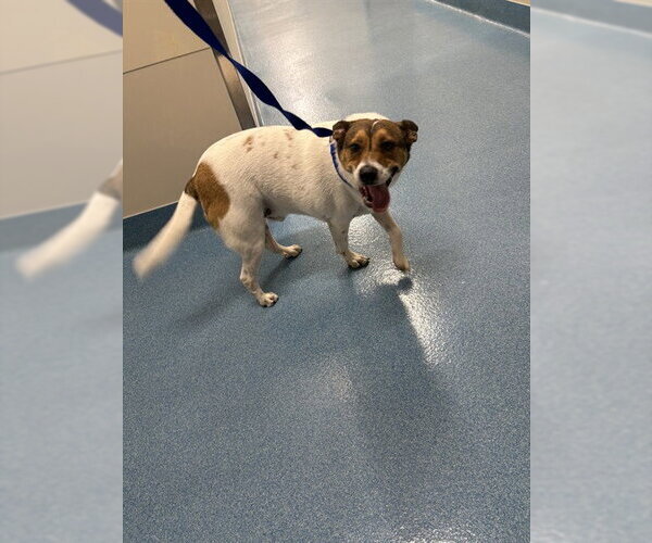 Medium Photo #1 Beagle-Unknown Mix Puppy For Sale in Pearland, TX, USA