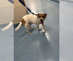 Small Beagle Mix