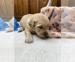 Small #18 Golden Retriever