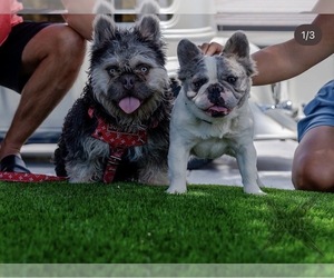 Father of the French Bulldog puppies born on 09/07/2024