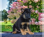 Small Photo #7 German Shepherd Dog Puppy For Sale in MUNNSVILLE, NY, USA
