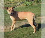 Small #3 American Staffordshire Terrier-Chinese Shar-Pei Mix