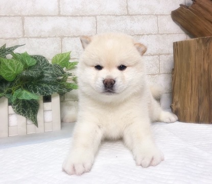 Medium Photo #4 Shiba Inu Puppy For Sale in SAN DIEGO, CA, USA