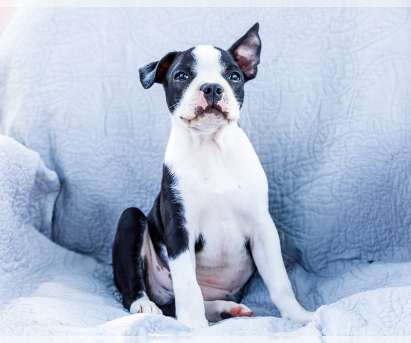 Medium Photo #7 Boston Terrier Puppy For Sale in WAKARUSA, IN, USA