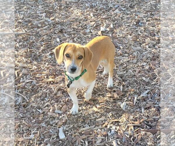 Medium Photo #7 Doxle Puppy For Sale in Las Vegas, NV, USA