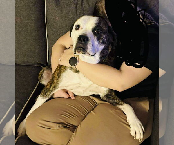 Medium Photo #3 American Pit Bull Terrier-Unknown Mix Puppy For Sale in Germantown, OH, USA