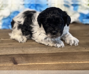 Biewer Terrier-Poodle (Toy) Mix Puppy for sale in SAINT AUGUSTINE, FL, USA