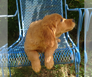 Golden Retriever Puppy for sale in PEYTON, CO, USA