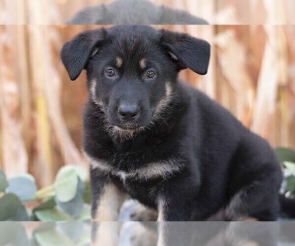 Medium Photo #3 German Shepherd Dog Puppy For Sale in FREDERICKSBURG, OH, USA