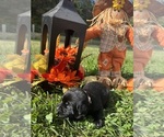 Small #2 Labrador Retriever