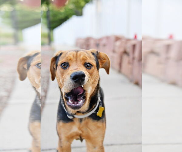 Medium Photo #6 Mutt Puppy For Sale in Sandy, UT, USA
