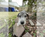Small Photo #6 Great Dane Puppy For Sale in PORTSMOUTH, VA, USA