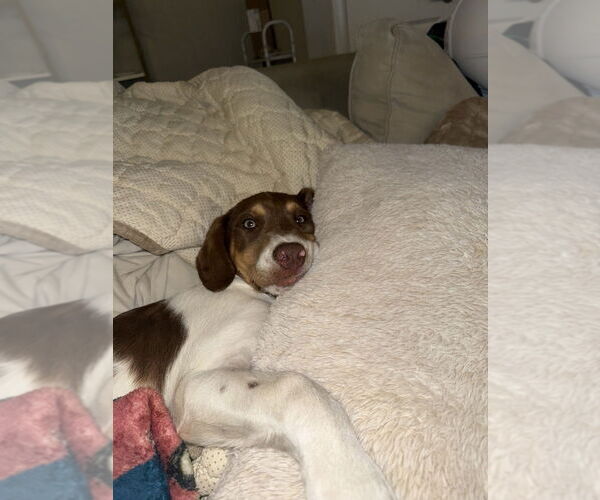 Medium Photo #2 Australian Shepherd-Unknown Mix Puppy For Sale in FRAMINGHAM, MA, USA