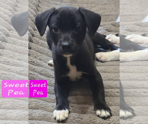 Medium Photo #3 Cheagle Puppy For Sale in Alexander, AR, USA