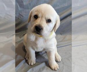 Labrador Retriever Puppy for sale in HARVEL, IL, USA